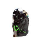 猫ちゃんちゃんず（個別スタンプ：8）