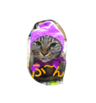 猫ちゃんちゃんず（個別スタンプ：11）