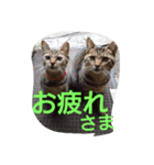 猫ちゃんちゃんず（個別スタンプ：12）