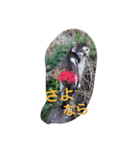 猫ちゃんちゃんず（個別スタンプ：13）