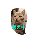 猫ちゃんちゃんず（個別スタンプ：16）
