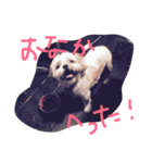シーズー  福助（個別スタンプ：2）
