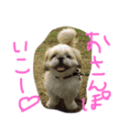 シーズー  福助（個別スタンプ：8）