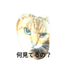The mingcat ！（個別スタンプ：2）