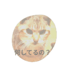 The mingcat ！（個別スタンプ：3）