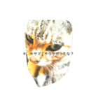 The mingcat ！（個別スタンプ：7）