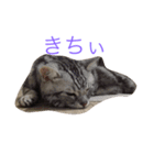 ロック ちゃん（個別スタンプ：1）