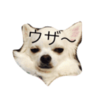 あびこさんちのビビ丸王子（個別スタンプ：7）