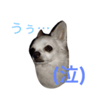 あびこさんちのビビ丸王子（個別スタンプ：8）