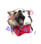 あびこさんちのビビ丸王子（個別スタンプ：12）