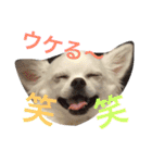 あびこさんちのビビ丸王子（個別スタンプ：14）
