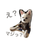 あびこさんちのビビ丸王子（個別スタンプ：17）