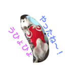 あびこさんちのビビ丸王子（個別スタンプ：19）