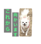 あびこさんちのビビ丸王子（個別スタンプ：22）