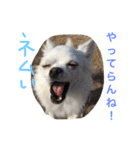 あびこさんちのビビ丸王子（個別スタンプ：23）
