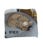 Anan cat（個別スタンプ：1）