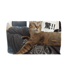 Anan cat（個別スタンプ：2）