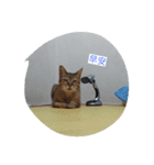 Anan cat（個別スタンプ：3）