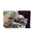 Anan cat（個別スタンプ：4）