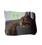 Anan cat（個別スタンプ：5）