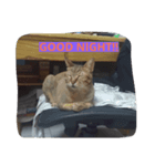 Anan cat（個別スタンプ：6）
