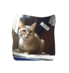 Anan cat（個別スタンプ：8）