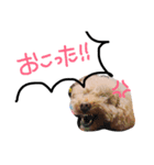 わんころ の 日常生活（個別スタンプ：2）