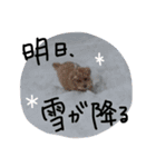わんころ の 日常生活（個別スタンプ：5）