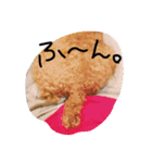 わんころ の 日常生活（個別スタンプ：6）