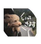 わんころ の 日常生活（個別スタンプ：7）