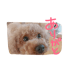わんころ の 日常生活（個別スタンプ：16）