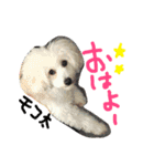 こうたっふぃー（個別スタンプ：15）
