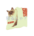 ラグドールのとうふくん2（個別スタンプ：1）
