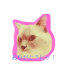 ラグドールのとうふくん2（個別スタンプ：8）