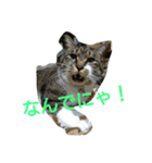 wasabi neko 2（個別スタンプ：1）