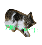 wasabi neko 2（個別スタンプ：2）