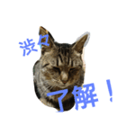 wasabi neko 2（個別スタンプ：3）