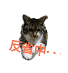 wasabi neko 2（個別スタンプ：4）