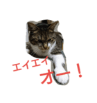 wasabi neko 2（個別スタンプ：6）