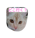 sorayuki（個別スタンプ：12）