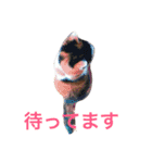 ねこまりさりちぃ（個別スタンプ：1）