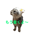 ねこまりさりちぃ（個別スタンプ：3）