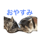 ねこまりさりちぃ（個別スタンプ：5）