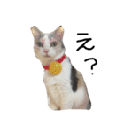 ねこまりさりちぃ（個別スタンプ：6）