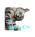 ねこまりさりちぃ（個別スタンプ：7）