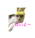 ねこまりさりちぃ（個別スタンプ：10）
