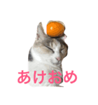 ねこまりさりちぃ（個別スタンプ：11）
