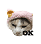 ねこまりさりちぃ（個別スタンプ：12）