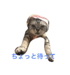 ねこまりさりちぃ（個別スタンプ：13）