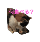 ねこまりさりちぃ（個別スタンプ：15）